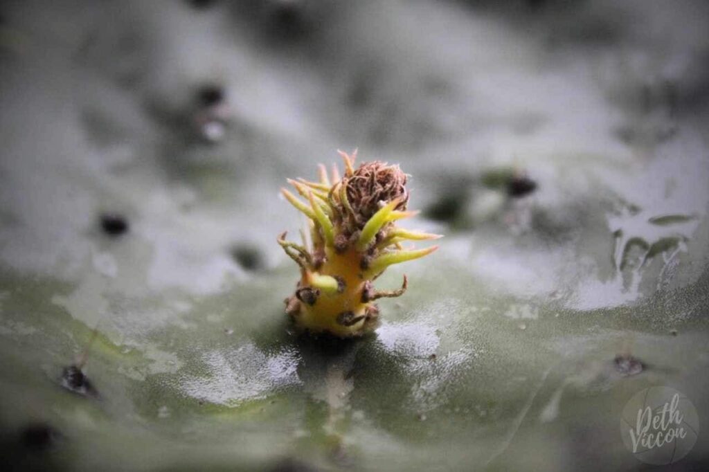 Sin agua (fotografía)