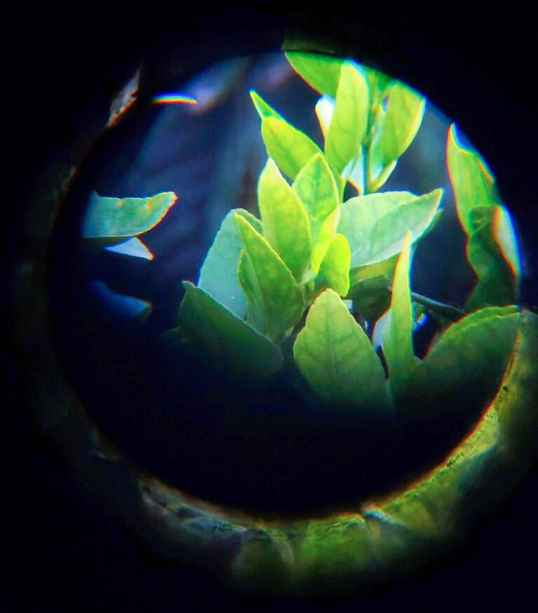 Un mundo verde